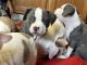 American Bully Puppies for sale in Farmington, MN 55024, USA. price: $1,500