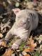 American Bully Puppies for sale in Cassatt, SC 29032, USA. price: $1,500
