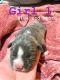 American Bully Puppies for sale in Radcliff, KY, USA. price: NA