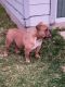 American Bully Puppies for sale in Del Valle, TX, USA. price: NA