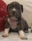 American Bully Puppies for sale in Tallahassee, FL 32301, USA. price: NA