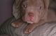 American Bully Puppies for sale in Milwaukee, WI, USA. price: $1,500