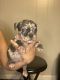 American Bully Puppies for sale in Lexington, KY, USA. price: $500