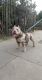 American Bully Puppies for sale in Los Angeles, CA, USA. price: $1,800