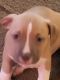 American Bully Puppies for sale in Green Bay, WI, USA. price: NA