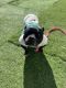 American Bully Puppies for sale in Riverside County, CA, USA. price: $300