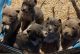 American Bully Puppies for sale in Rockford, IL, USA. price: $500