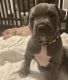 American Bully Puppies for sale in Innisfil, ON, Canada. price: $1,600