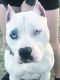 American Bully Puppies for sale in Nevada, MO 64772, USA. price: $400