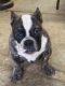 American Bully Puppies for sale in Charlotte, NC, USA. price: $1,200