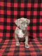 American Bully Puppies for sale in San Antonio, TX, USA. price: $3,000