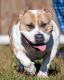 American Bully Puppies for sale in Ladson, SC, USA. price: NA