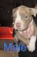 American Bully Puppies for sale in Roanoke, VA, USA. price: NA