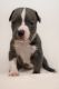 American Bully Puppies for sale in Lehman Township, PA 18301, USA. price: NA