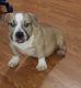 American Bully Puppies for sale in Columbus, OH, USA. price: $2,000