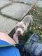 American Bully Puppies for sale in Quincy, MA, USA. price: NA