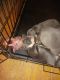American Bully Puppies for sale in Anderson, IN 46012, USA. price: $500
