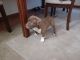 American Bully Puppies for sale in Belmont, OH 43718, USA. price: NA