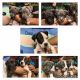 American Bully Puppies for sale in Little Rock, AR, USA. price: $1,000