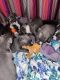 American Bully Puppies for sale in Grandview, MO 64030, USA. price: $500