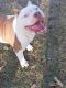 American Bully Puppies for sale in Springfield, SC, USA. price: NA