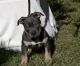 American Bully Puppies for sale in Fort Myers, FL, USA. price: $2,000