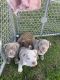 American Bully Puppies for sale in Fontana, CA, USA. price: $7,000