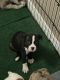 American Bully Puppies for sale in Kissimmee, FL, USA. price: NA