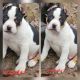 American Bully Puppies for sale in Jessieville, AR, USA. price: NA