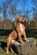 American Bully Puppies for sale in Goshen, KY 40026, USA. price: NA