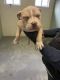 American Bully Puppies for sale in Boise, ID, USA. price: $1,600