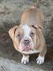 American Bully Puppies for sale in Sacramento, CA, USA. price: $1,500