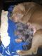 American Bully Puppies for sale in Memphis, TN, USA. price: $2,000