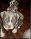 American Bully Puppies for sale in Oral School Rd, Stonington, CT 06355, USA. price: NA