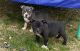 American Bully Puppies for sale in Simpsonville, SC, USA. price: $1,500