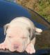 American Bully Puppies for sale in Columbus, GA, USA. price: $1,200