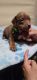 American Bully Puppies for sale in Lancaster, CA 93534, USA. price: $1,500