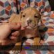 American Bully Puppies for sale in Dandridge, TN 37725, USA. price: NA