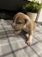 American Bully Puppies for sale in Granite Falls, WA 98252, USA. price: NA