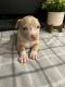 American Bully Puppies for sale in Granite Falls, WA 98252, USA. price: NA