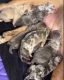 American Bully Puppies for sale in Baden, PA, USA. price: NA