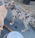 American Bully Puppies for sale in Chesterfield, VA, USA. price: $3,000