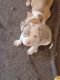 American Bully Puppies for sale in Eden, NC 27288, USA. price: $250