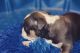 American Bully Puppies for sale in Orlando, FL, USA. price: $1,500
