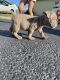 American Bully Puppies for sale in Sunrise, FL, USA. price: NA