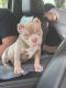 American Bully Puppies for sale in Inverness, FL, USA. price: $5,500