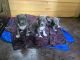 American Bully Puppies for sale in 1st Block Koramangala, HSR Layout 5th Sector, Bengaluru, Karnataka, India. price: 100000 INR