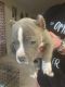 American Bully Puppies for sale in Luling, TX 78648, USA. price: $1,800