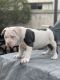 American Bully Puppies for sale in Chula Vista, CA, USA. price: $1,000