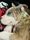 American Bully Puppies for sale in 17116 Harper's Trace, Conroe, TX 77385, USA. price: NA